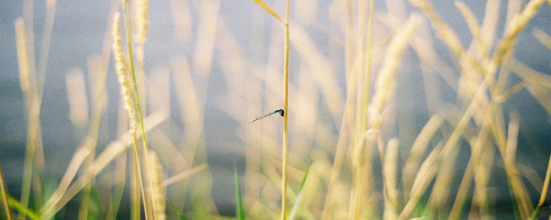 dragonfly sitting on grass