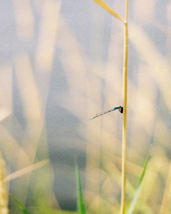 dragonfly sitting on grass